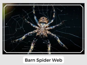 Barn Spider Web
