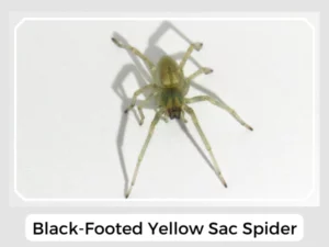 Black-Footed Yellow Sac Spider