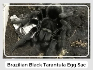 Brazilian Black Tarantula Egg Sac
