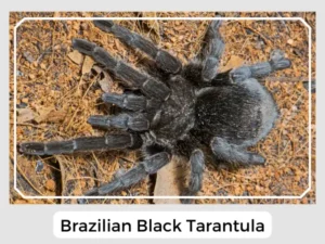 Brazilian Black Tarantula Enclosure