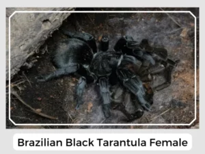 Brazilian Black Tarantula Female
