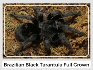 Brazilian Black Tarantula Full Grown