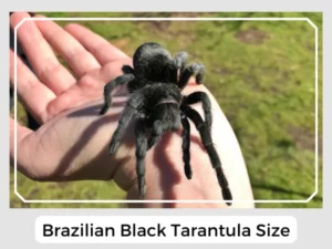 Brazilian Black Tarantula Size
