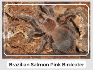 Brazilian Salmon Pink Birdeater