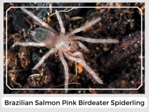 Brazilian Salmon Pink Birdeater Spiderling
