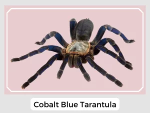 Cobalt Blue Tarantula