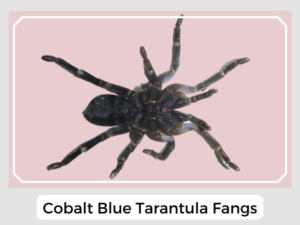 Cobalt Blue Tarantula Fangs