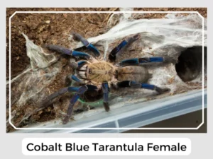 Cobalt Blue Tarantula Female