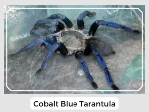 Cobalt Blue Tarantula Image