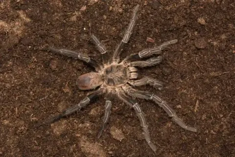 Cobalt Blue Tarantula Male