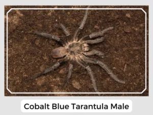 Cobalt Blue Tarantula Male