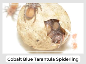 Cobalt Blue Tarantula Spiderling