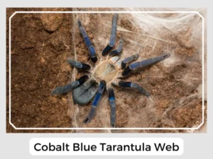 Cobalt Blue Tarantula Web