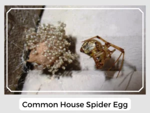 Common House Spider Egg