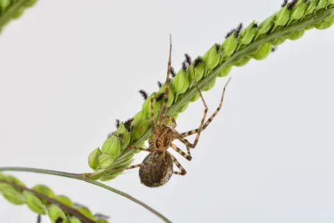 Common House Spider Size