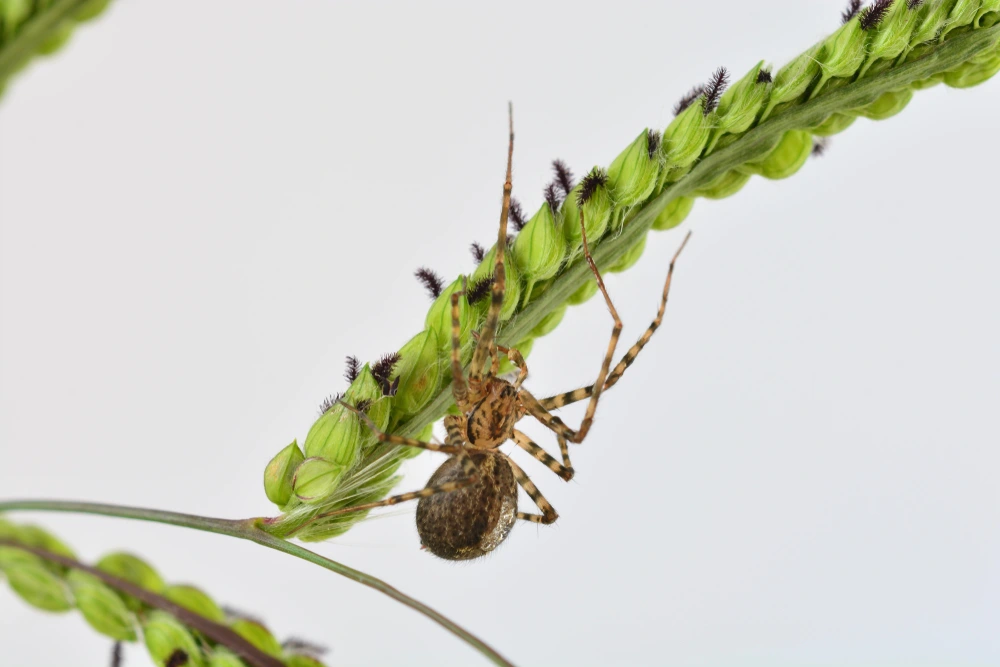 Common House Spider Size