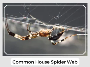 Common House Spider Web