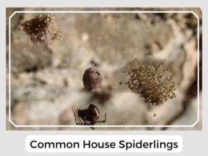 Common House Spiderlings
