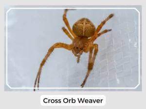 Cross Orb Weaver