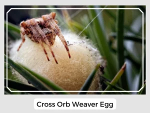 Cross Orb Weaver Egg