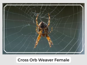 Cross Orb Weaver Female