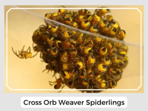 Cross Orb Weaver Spiderlings