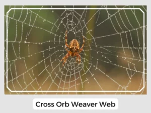 Cross Orb Weaver Web