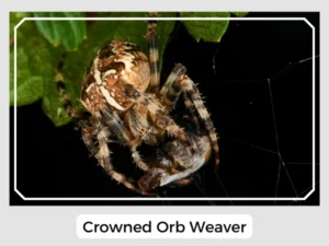 Crowned Orb Weaver