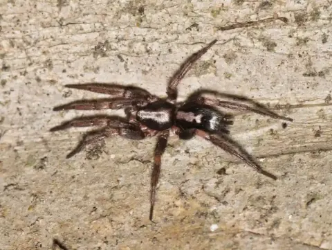 Eastern Parson Spider