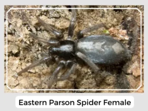 Eastern Parson Spider Female