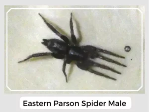 Eastern Parson Spider Male