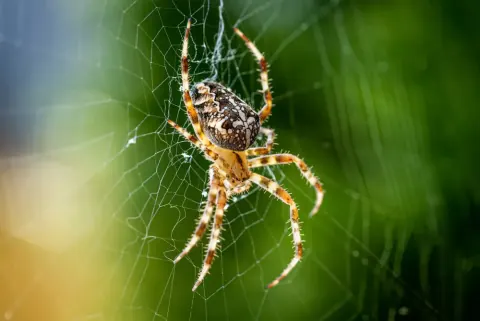 European Garden Spider
