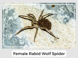 Female Rabid Wolf Spider