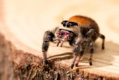 Female Regal Jumping