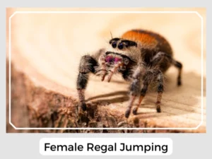 Female Regal Jumping