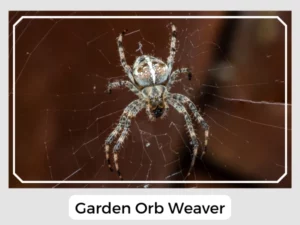 Garden Orb Weaver