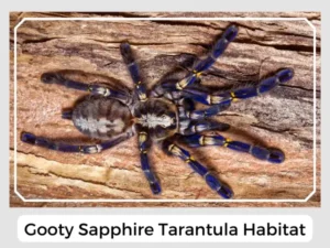 Gooty Sapphire Tarantula Habitat