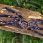 Gooty Sapphire Tarantula Size