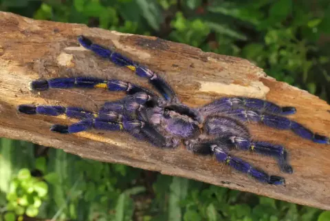 Gooty Sapphire Tarantula Size