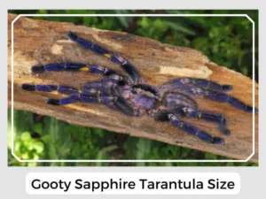 Gooty Sapphire Tarantula Size