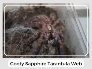 Gooty Sapphire Tarantula Web