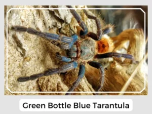 Green Bottle Blue Tarantula
