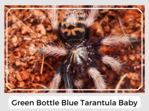 Green Bottle Blue Tarantula Baby