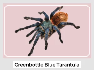 Greenbottle Blue Tarantula
