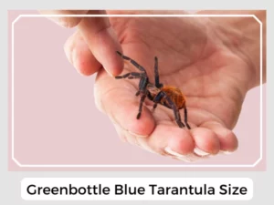 Greenbottle Blue Tarantula Size