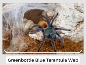 Greenbottle Blue Tarantula Web