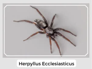 Herpyllus ecclesiasticus