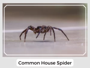 Image of Common House Spider