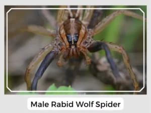 Male Rabid Wolf Spider