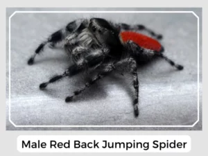 Male Red Back Jumping Spider